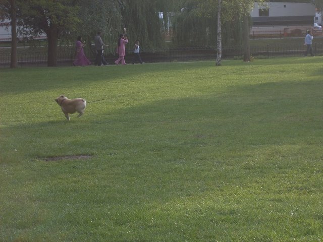 Luton wardown park
