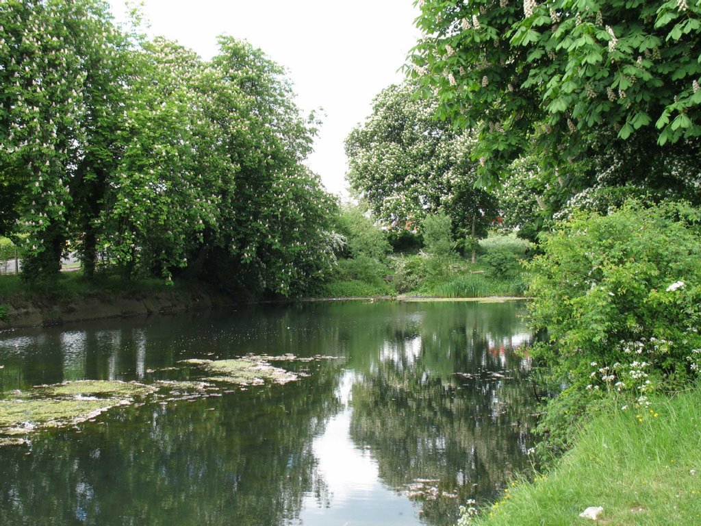 Stockwood Park pond, May 2008
