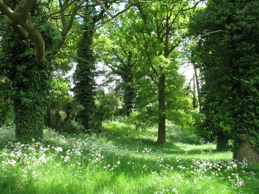 Stockwood Park, May 2008