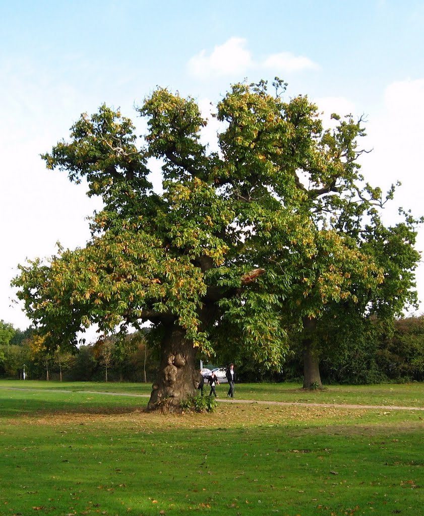 TREE STOKWOOD PARK LUTON