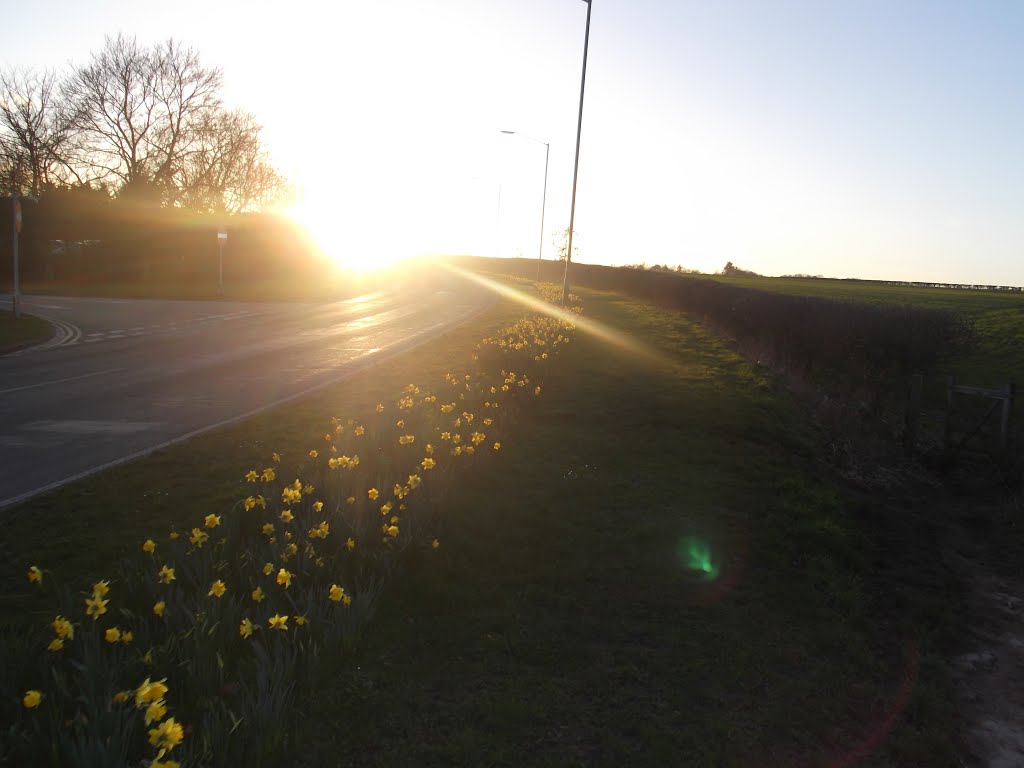 Daffodil sunset