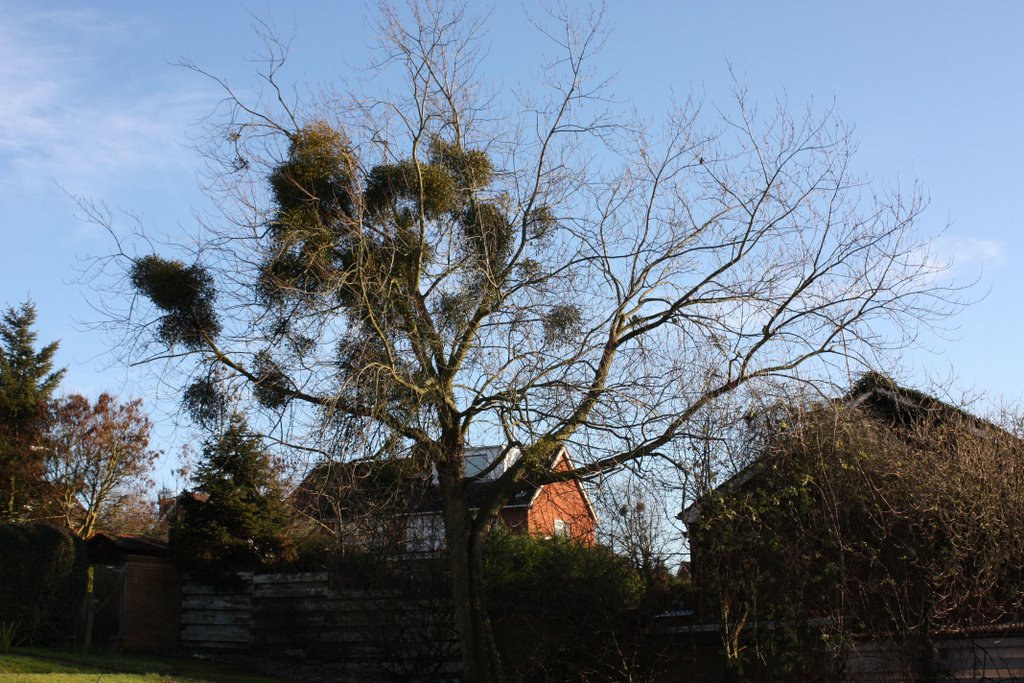 Silver Maple versus Mistletoe, Maidenhead