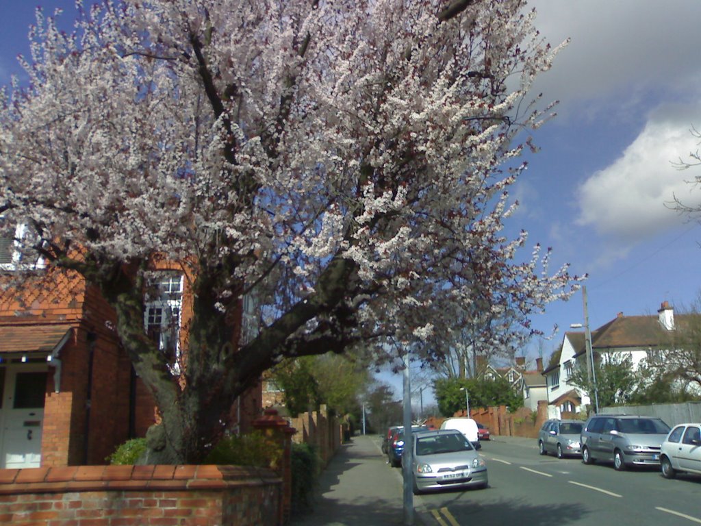 spring time in maidenhead