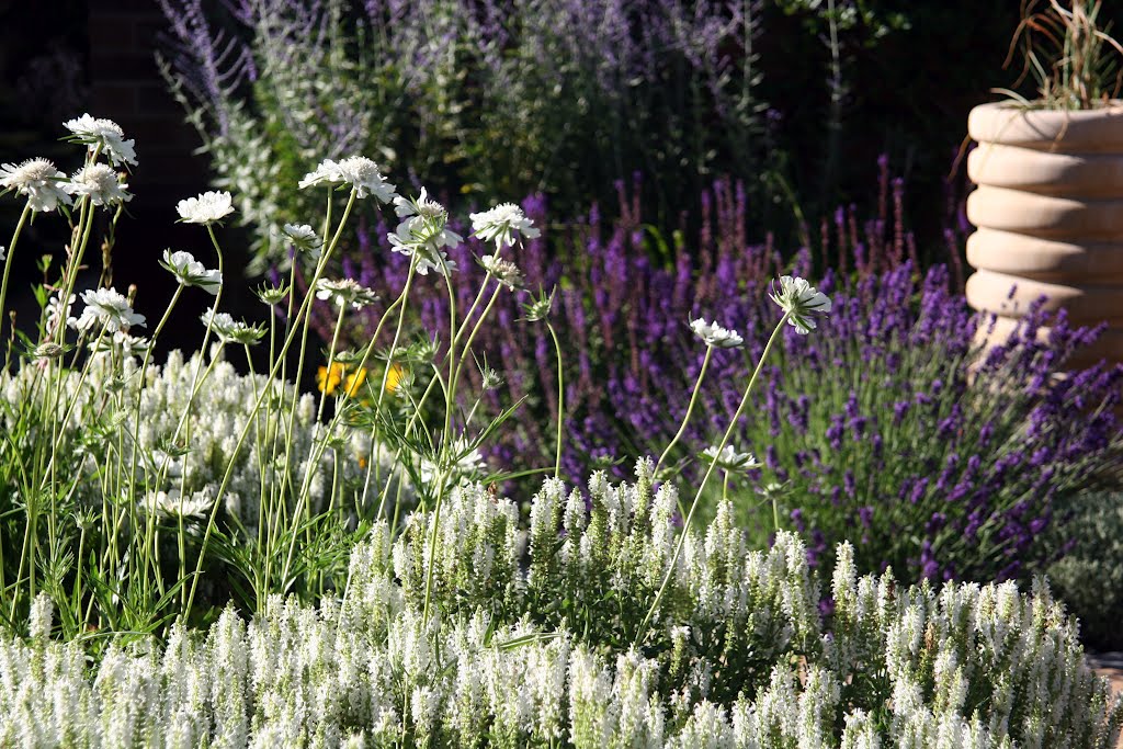 Garden Flowers