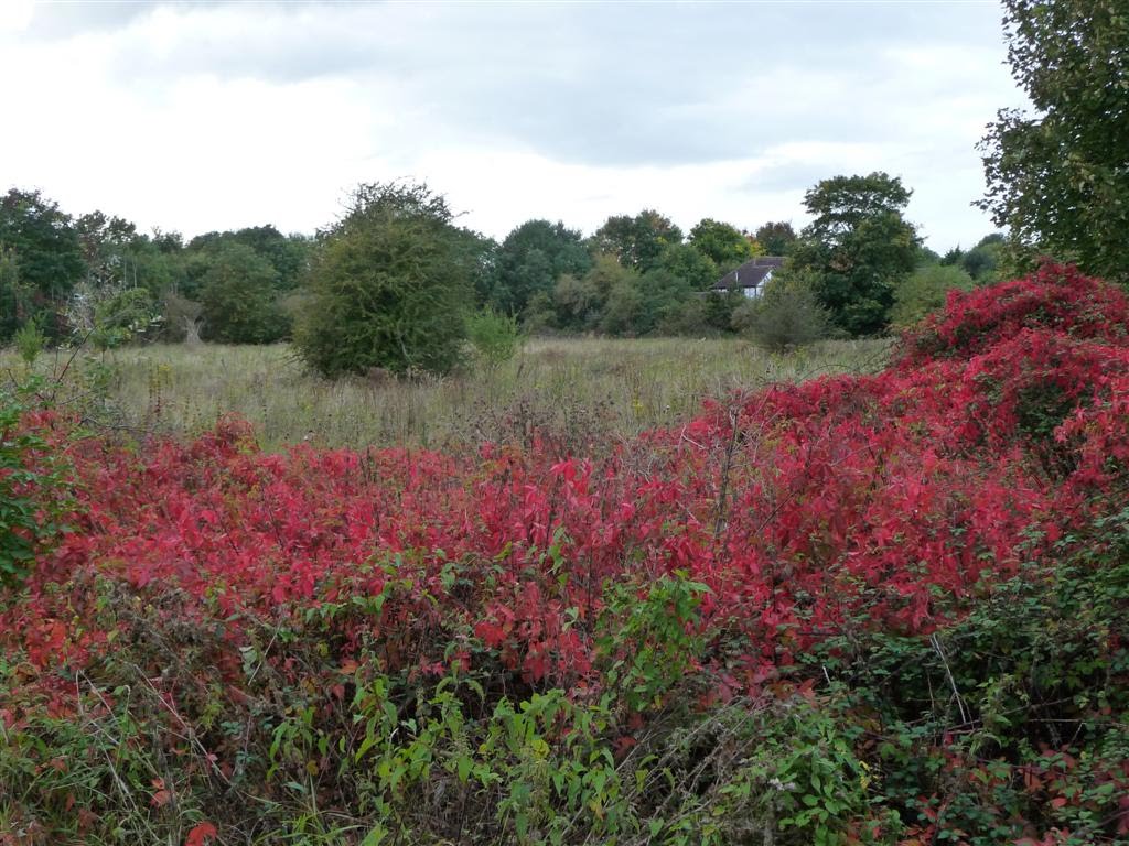 Red autumn