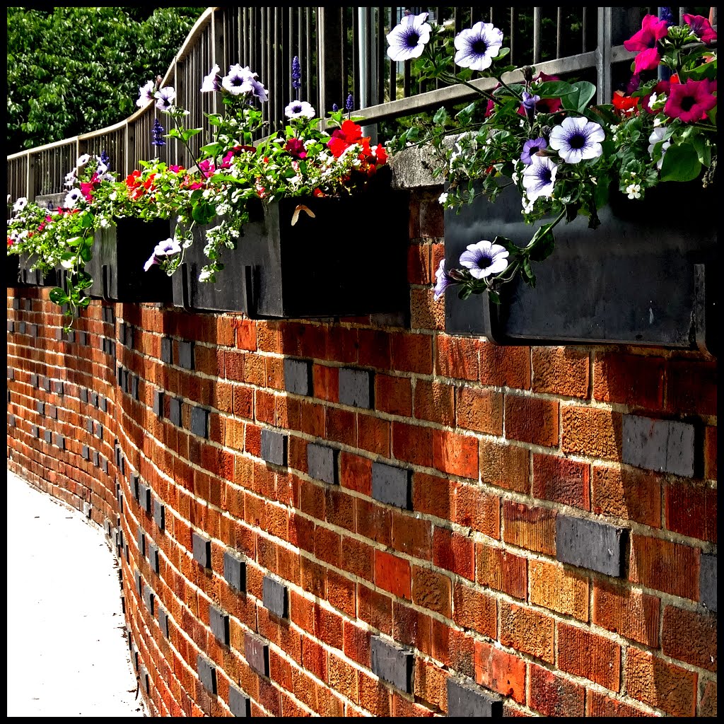 Wall Flowers