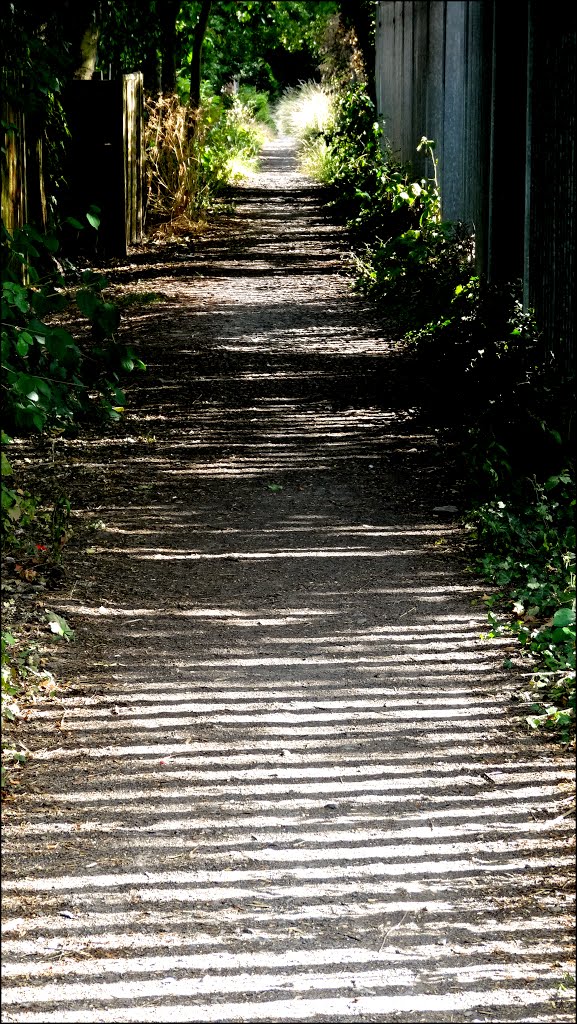 Zebra Tracks