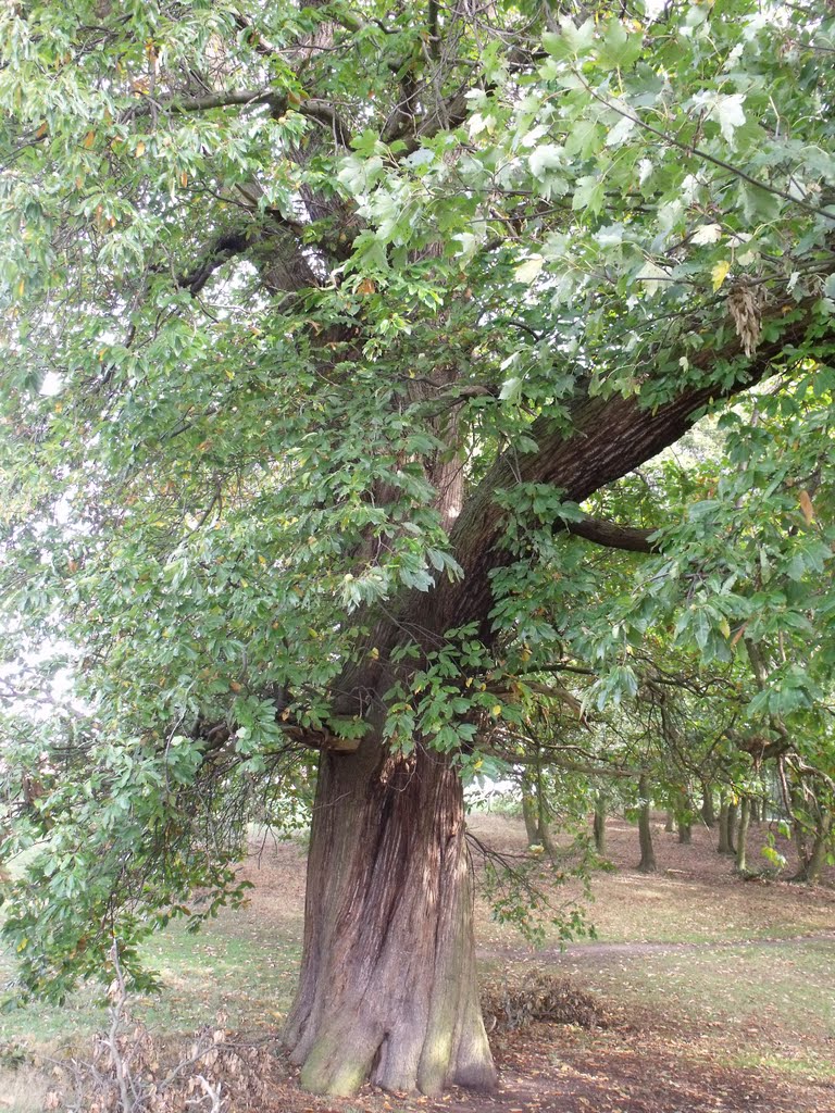 Mighty Oak