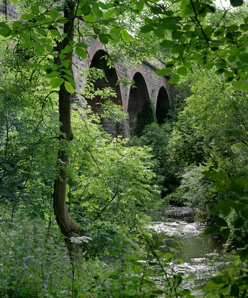 Bridge over the Meden Trail