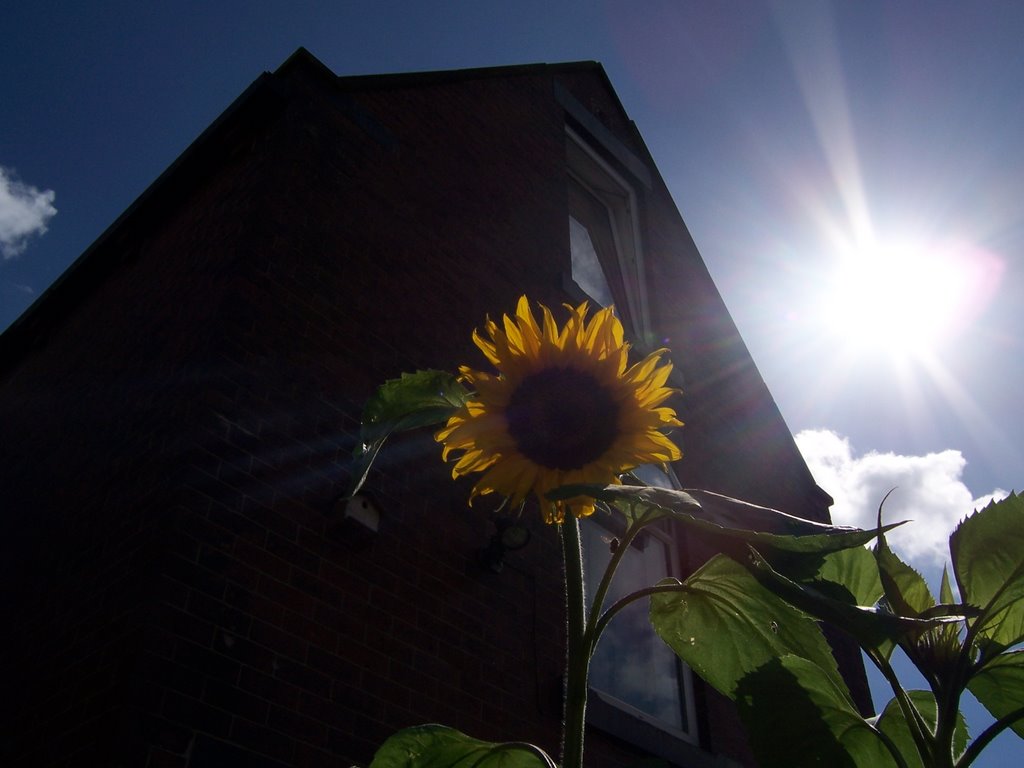 SunFlower Morley 2007