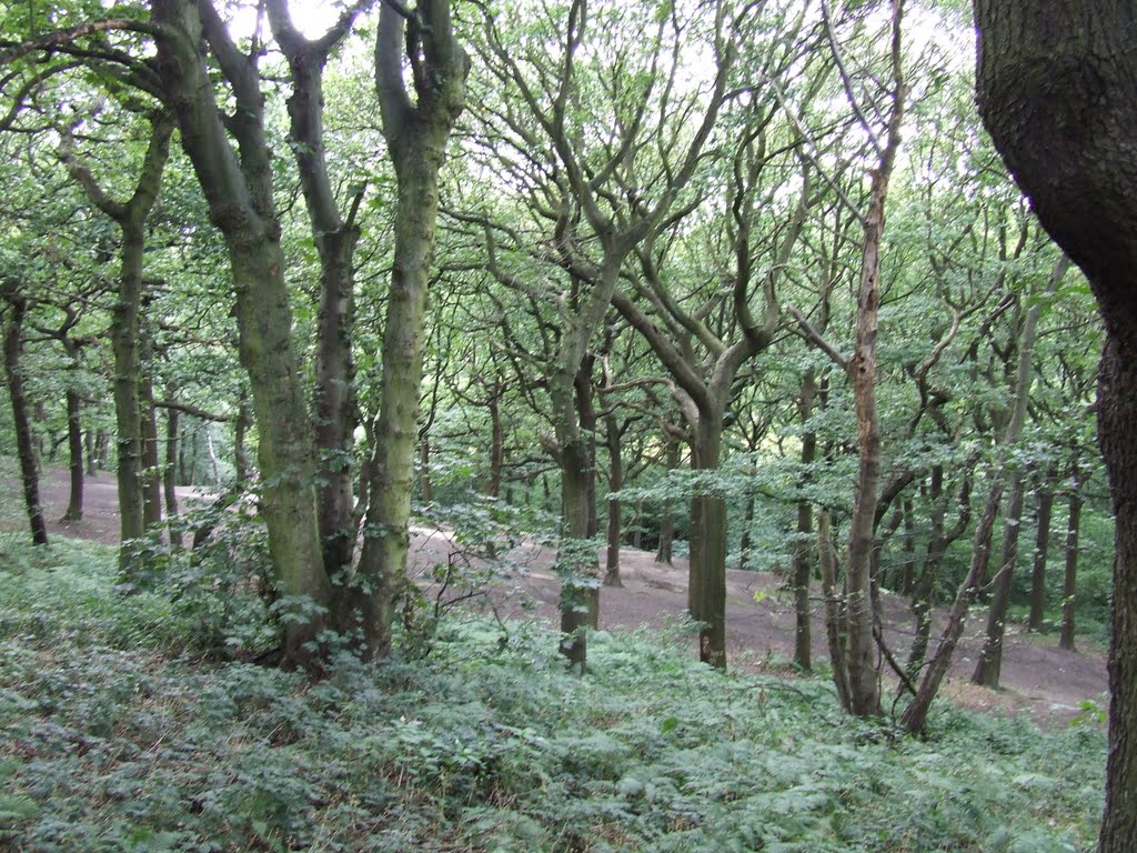 Dean Wood