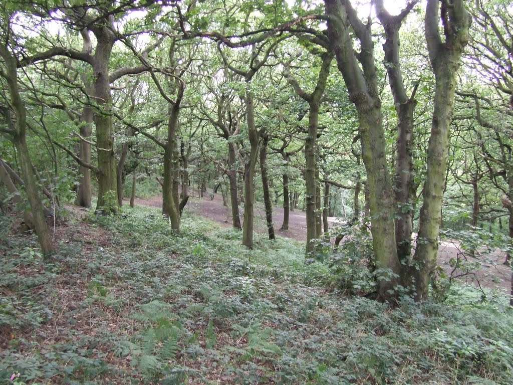 Dean Wood