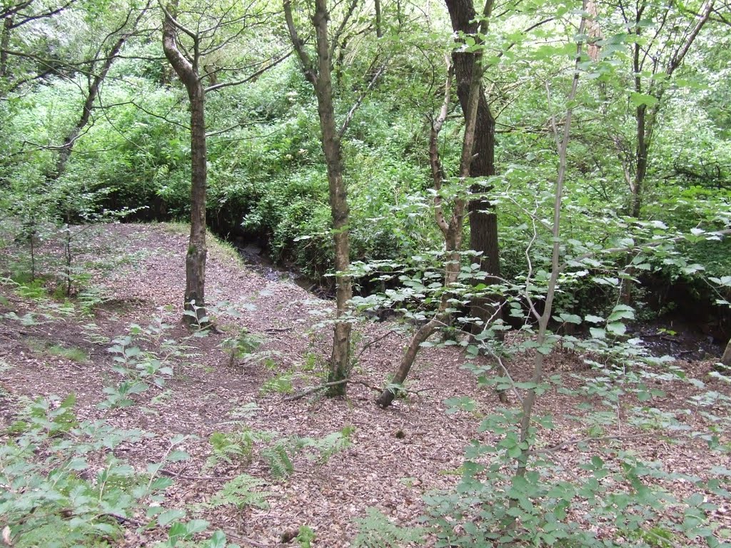Dean Wood
