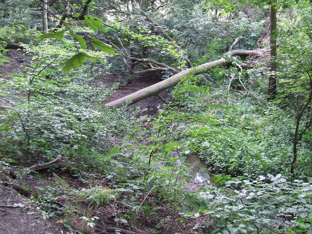 Dean Wood