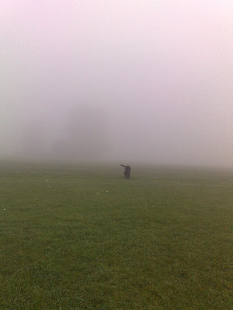 foggy morning