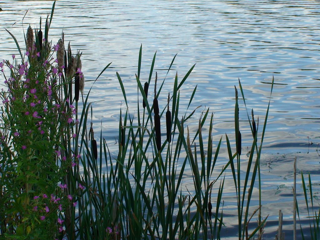 Delapre lake Northampton UK