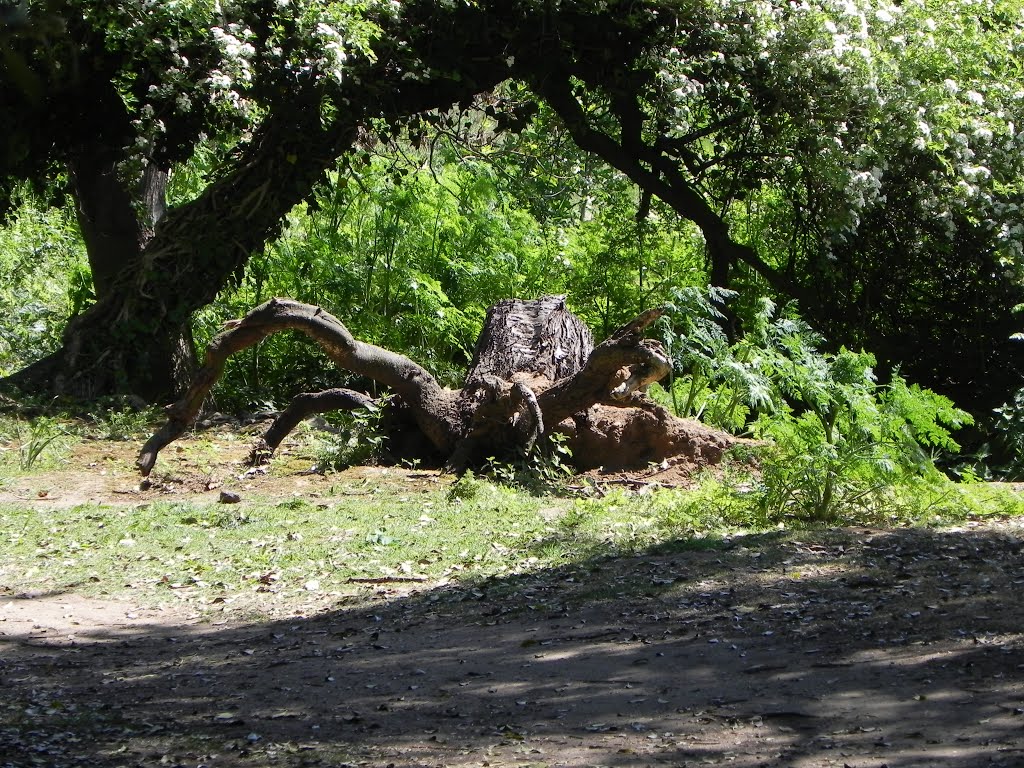 The Beast of Delapre Abbey