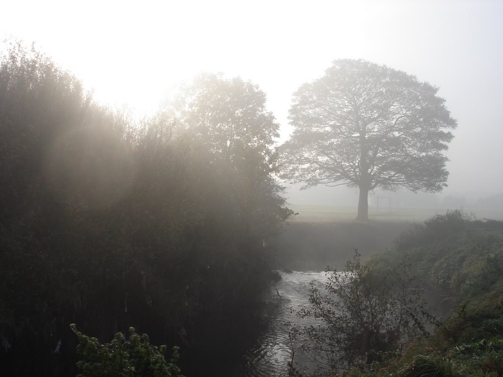 Weddington meadows