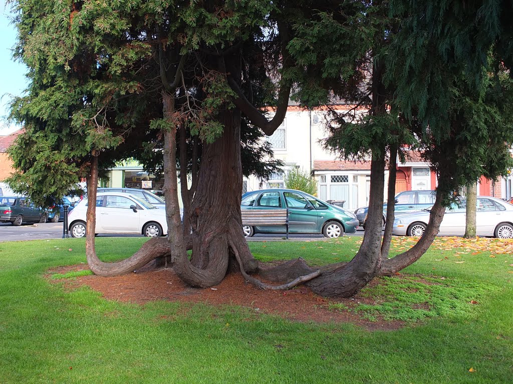 Stange tree on the Green near Nuneatons High Street. Queens Road.