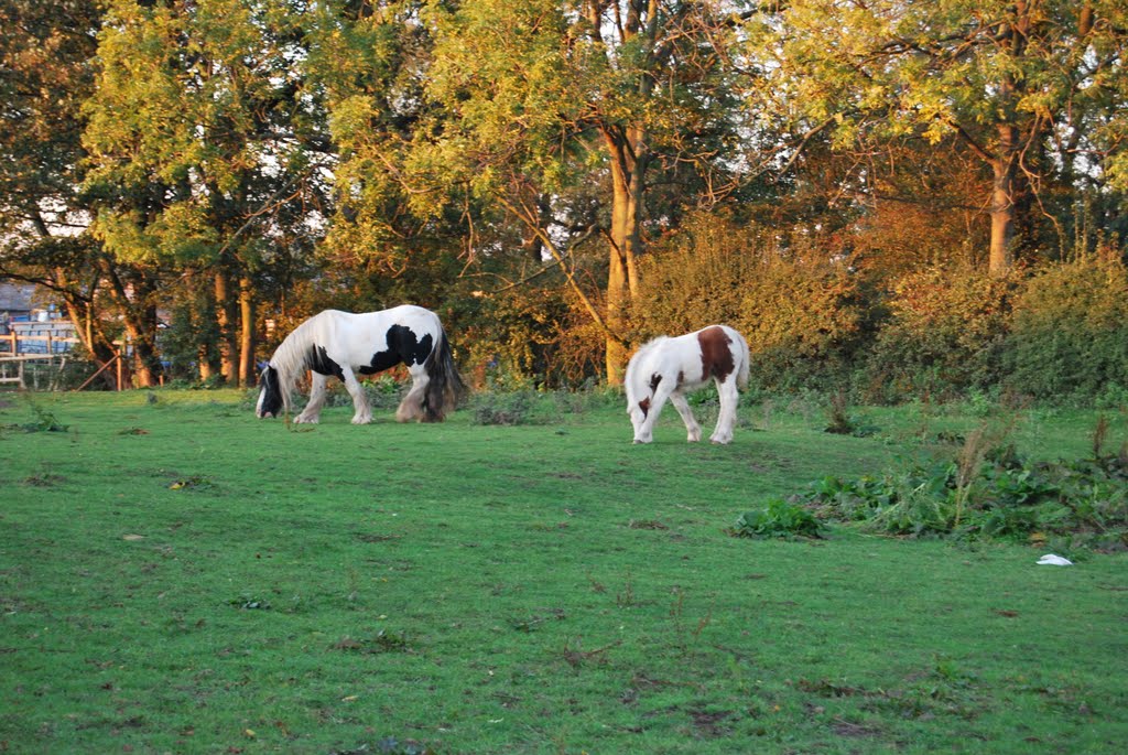 Horses,Newark-on Trent,England