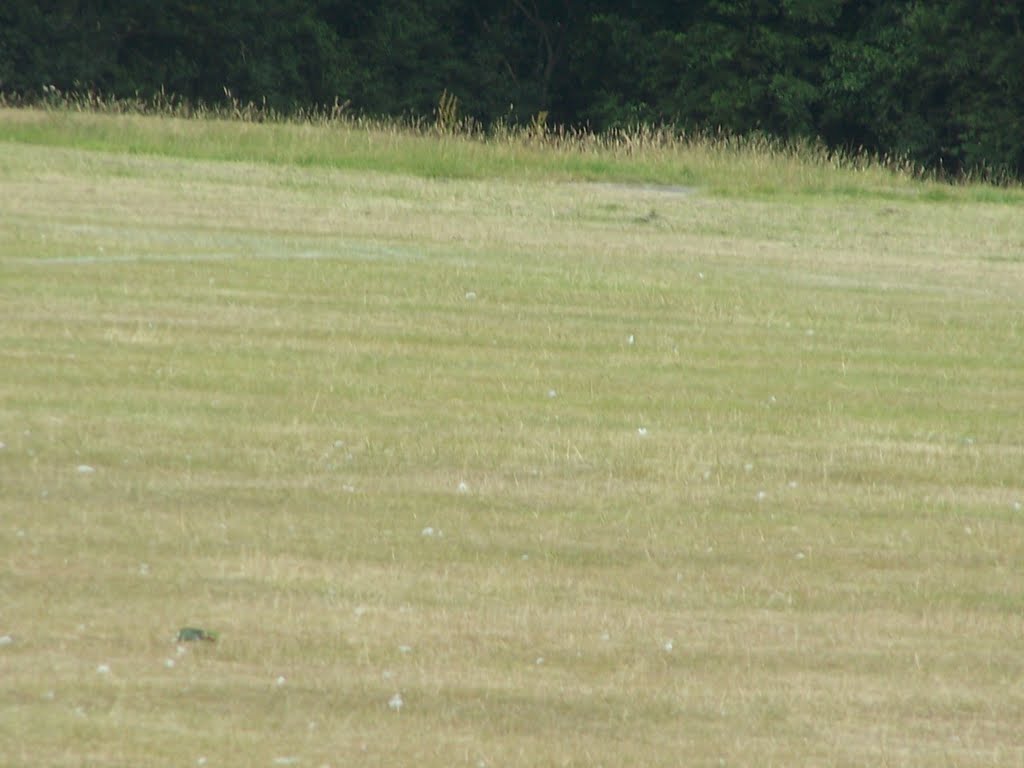 Wild Grass Area