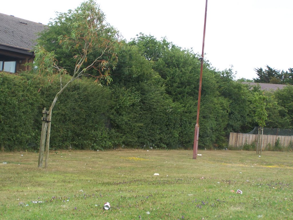 New Trees