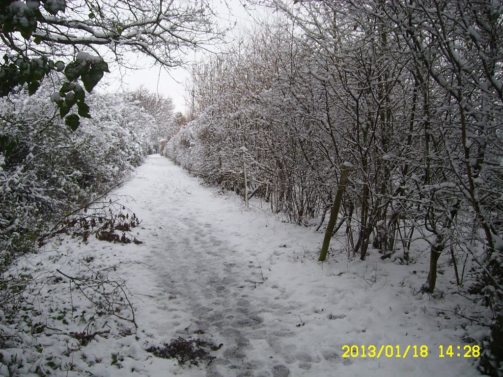 Looking up footpath N31 towards Barry Way, from Newport-Cowes cycletrack 18 Jan 2013