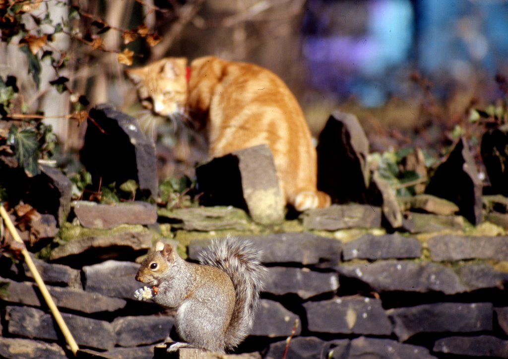 Neighbours Cat