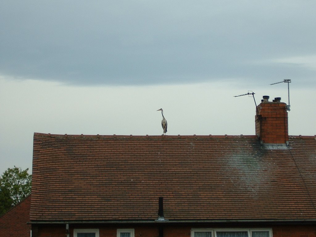 Hungry heron eyeing up contents of neighbours pond!