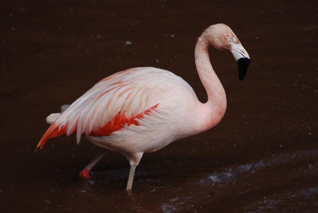 Pretty Flamingo