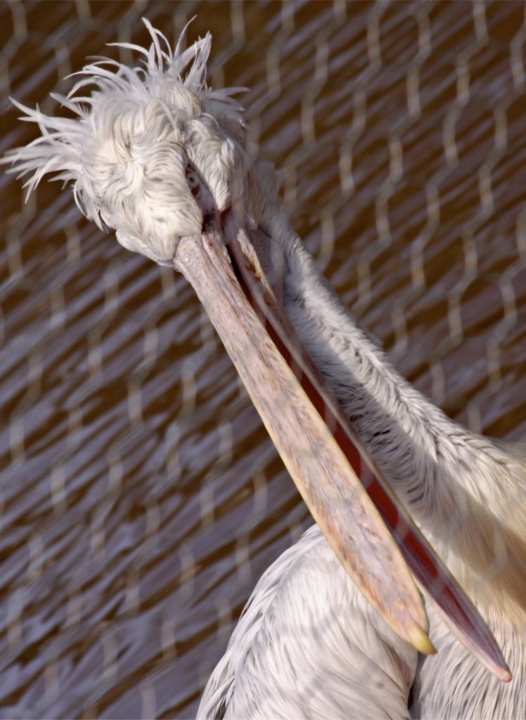 Pellican- Paignton Zoo (Devon UK)