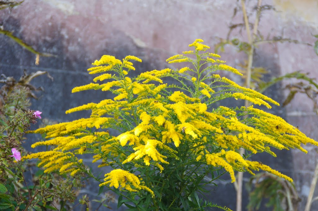 The Bees