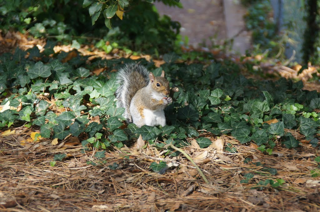 Squirrel
