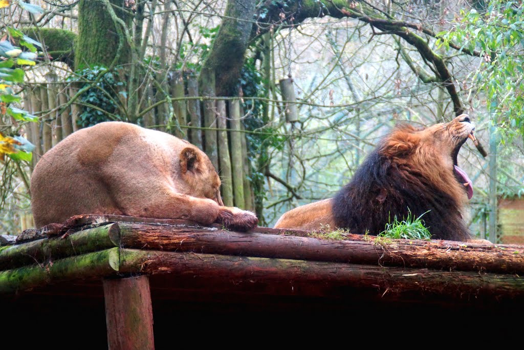 MIGHTY LIONS ROAR