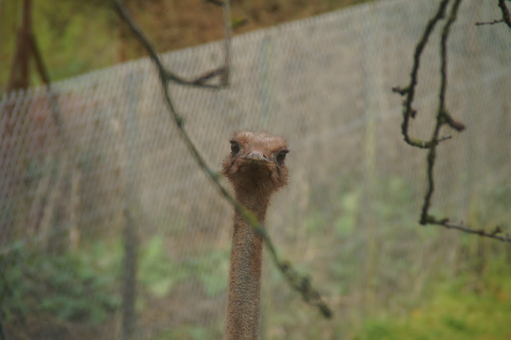 Ostrich