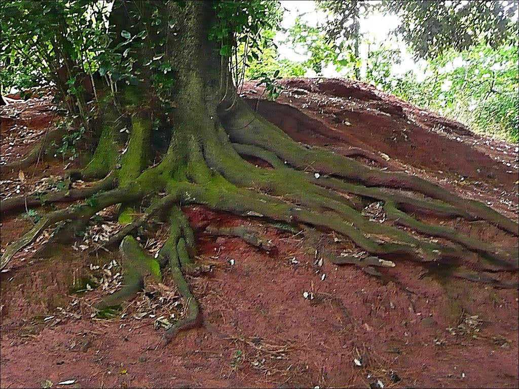 Roots.