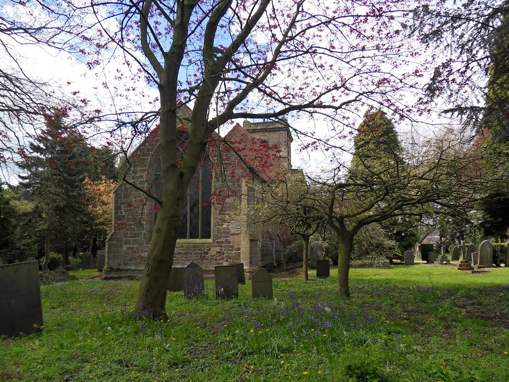 Sibson village churchyard is full of trees.