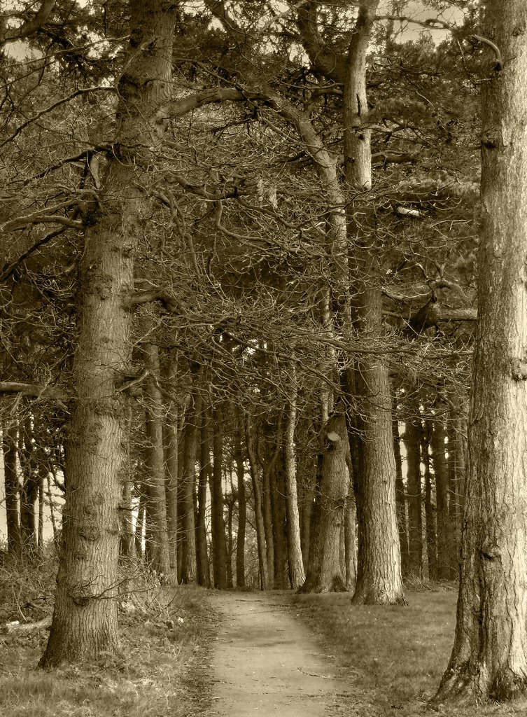 Castle Eden Dene (from Peterlee)
