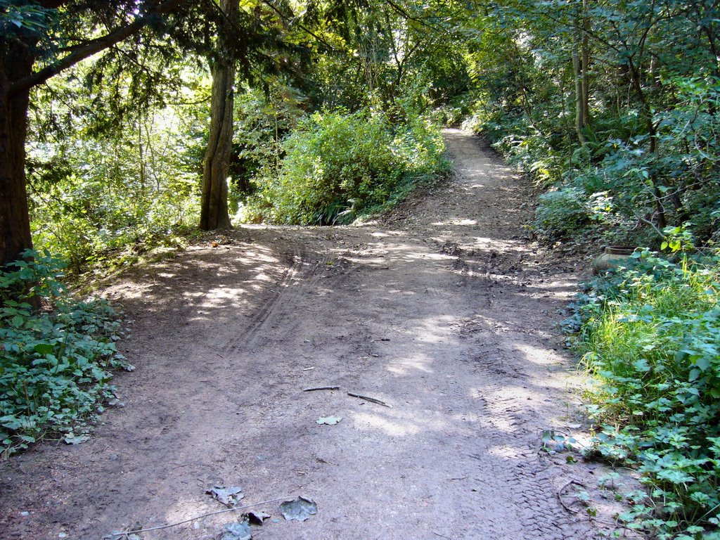 Castle Eden Dene