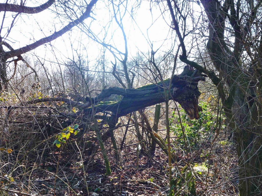 Is it a giraffe?