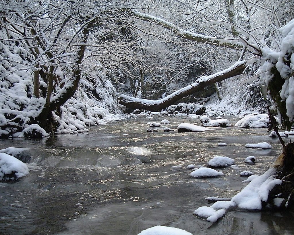 Castle Eden Dene