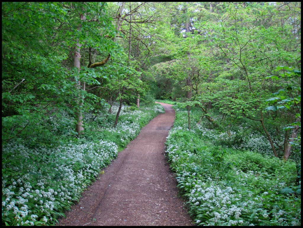 Walking in Castle Eden Dene