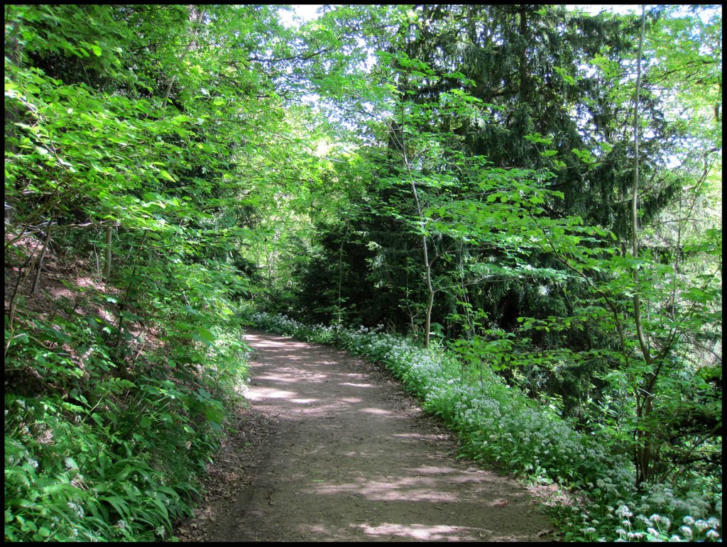Walking in Castle Eden Dene