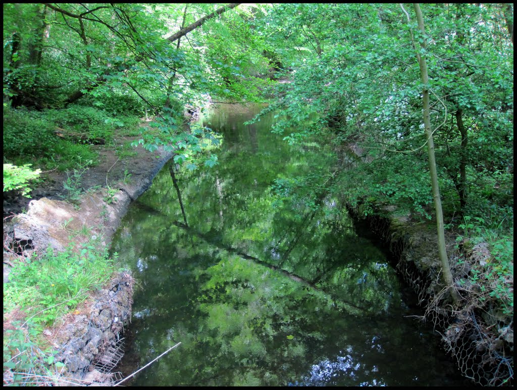 Walking in Castle Eden Dene