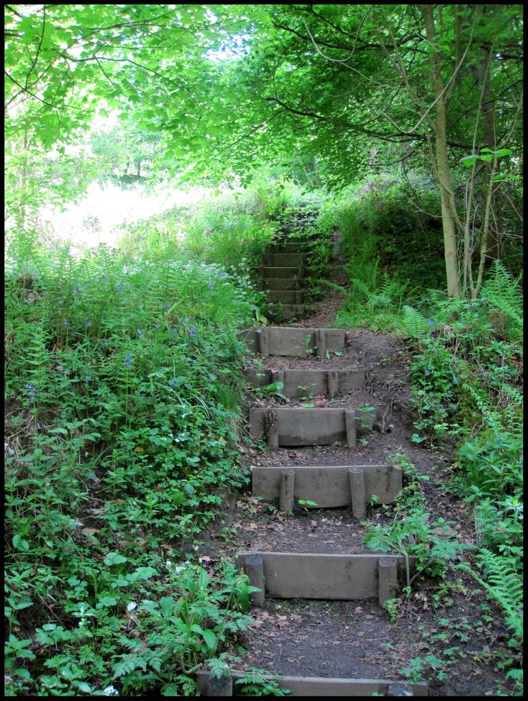 Walking in Castle Eden Dene