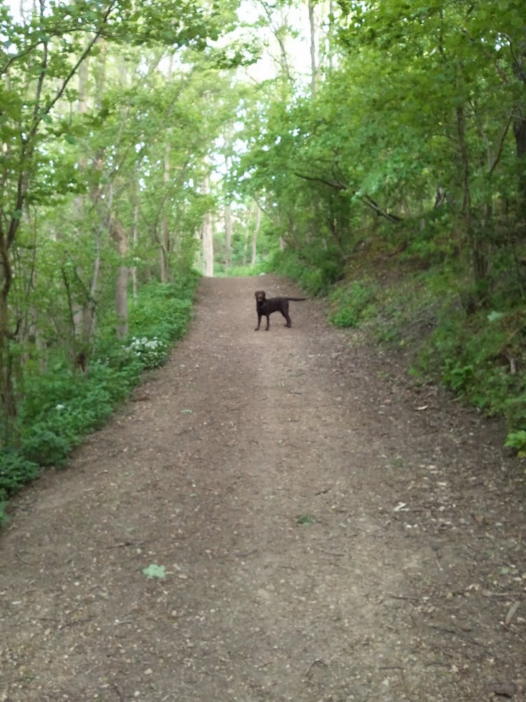 Castle Eden Dene