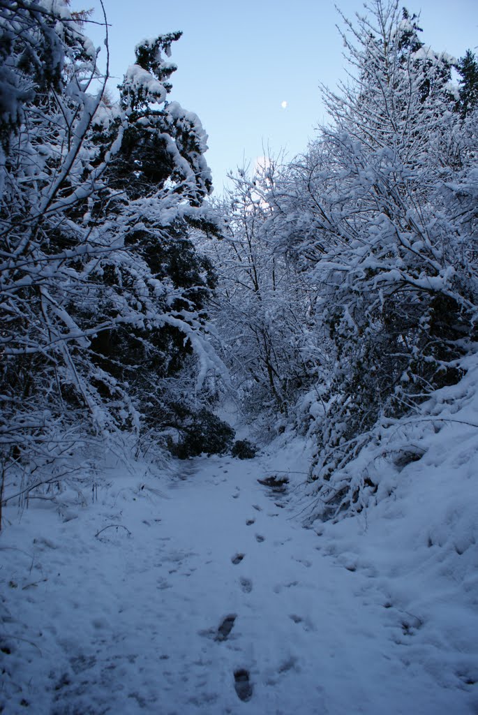 winter wonderland castle eden