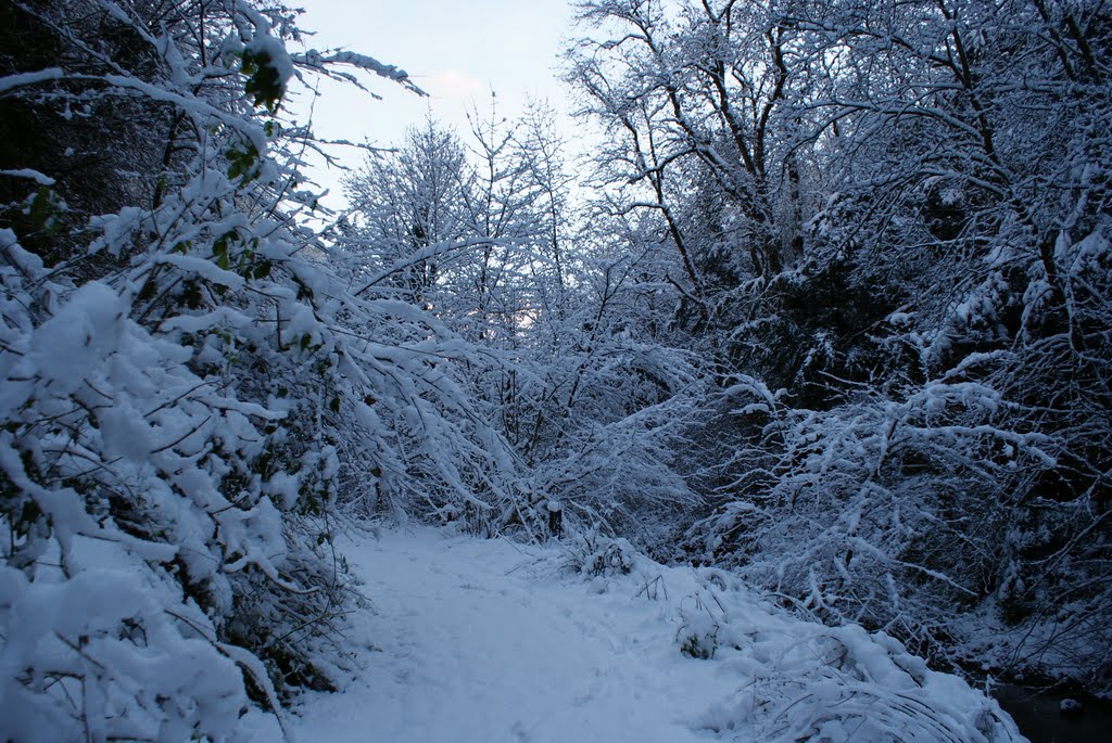 winter dreaming