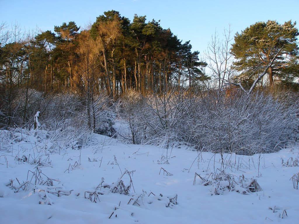 Winter Walk In Castle Eden Dene 1/13