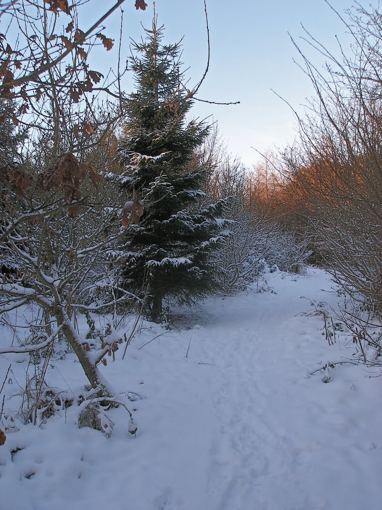 Winter Walk In Castle Eden Dene 1/13